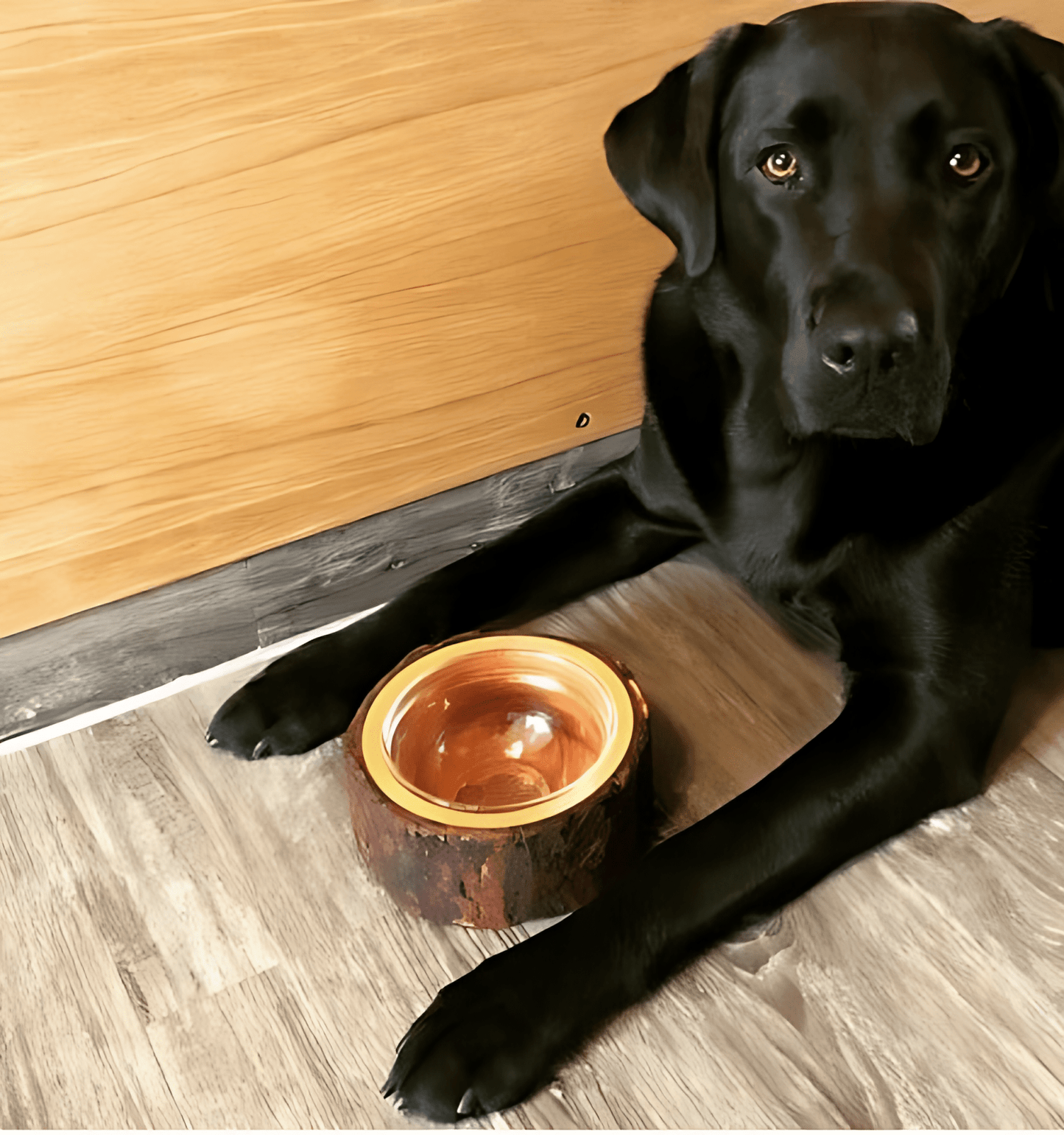 Futternapf/Fressnapf "Miauwau" für Hunde und Katzen mit Lasergravur *PERSONALISIERBAR* - Woodequipment24