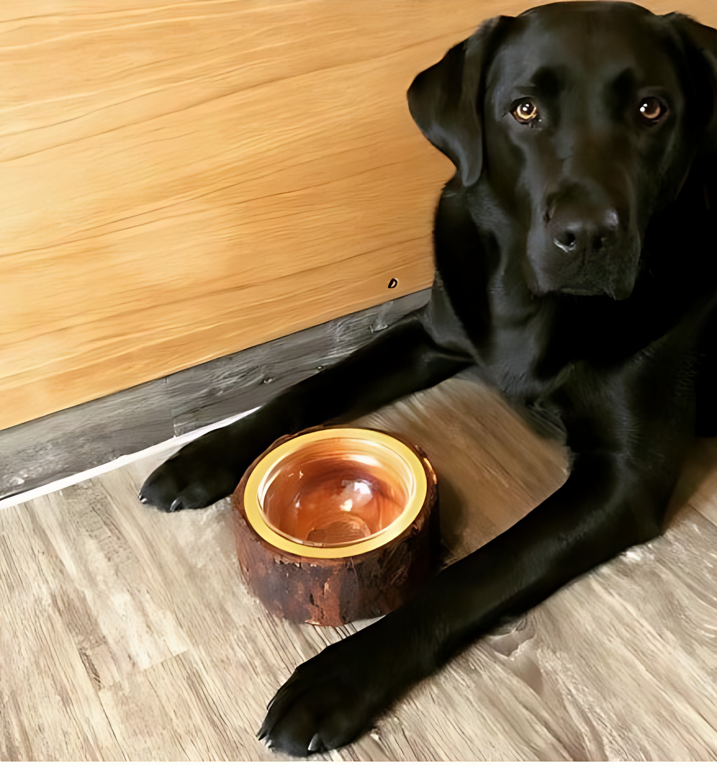 Futternapf/Fressnapf "Miauwau" für Hunde und Katzen mit Lasergravur *PERSONALISIERBAR*